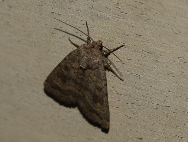 Noctuidae da ID - Caradrina (Caradrina) morpheus